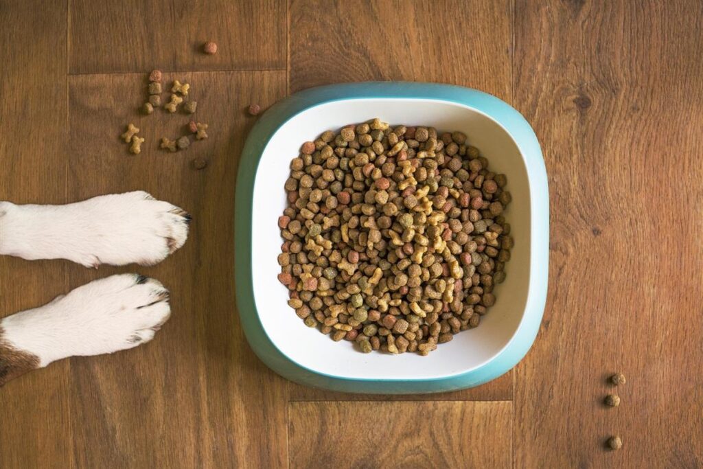 When it comes to caring for our pets, we all want the best—food that is nutritious, wholesome, and made with love. But over a decade ago, finding honest, natural pet food wasn’t easy. That was until Henrietta, the founder of Lily’s Kitchen, set out to change the way we feed our furry friends—all thanks to a little border terrier named Lily.