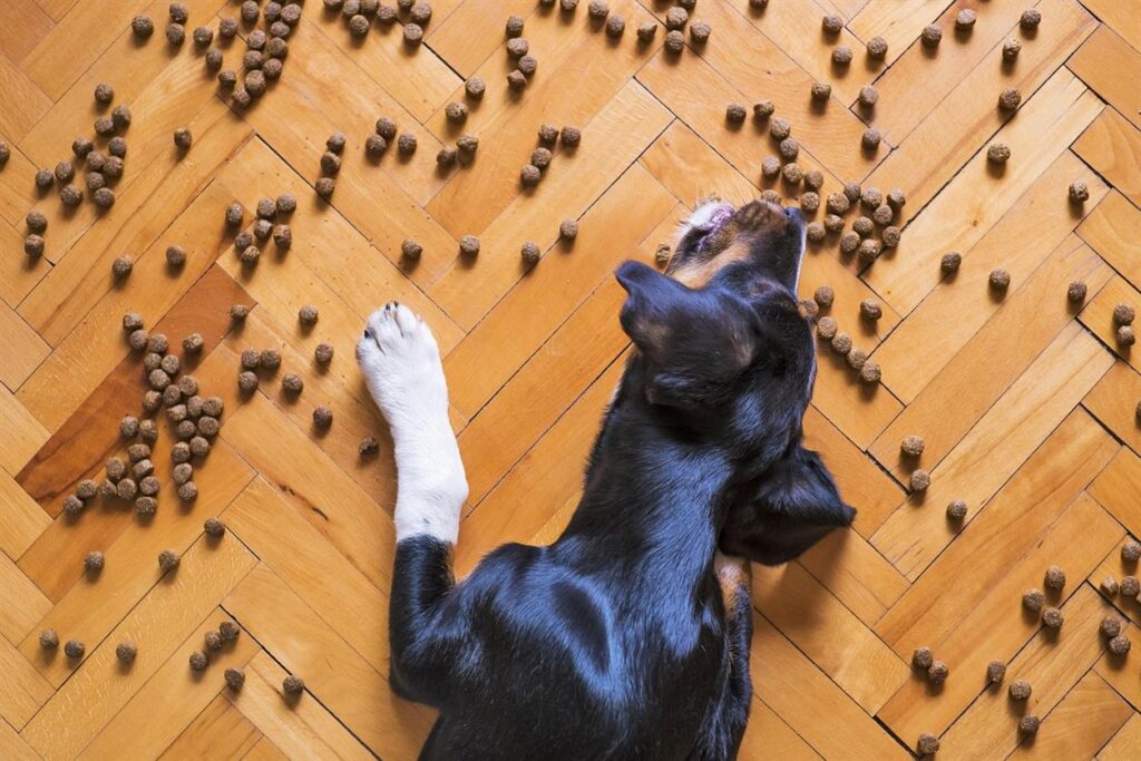 For many pet owners, our furry friends are more than just animals—they’re family. So, when they face health issues, we go to great lengths to find the best care, including what they eat. That’s exactly how Lily’s Kitchen was born—a heartfelt journey that began with one dog, one loving owner, and a mission to change pet food for the better.